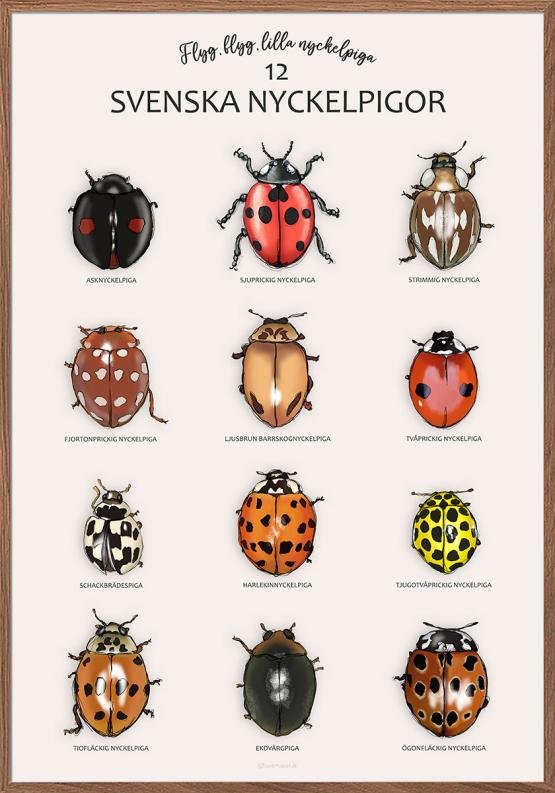 Nyckelpigeposter - 12 handritade nyckelpigor