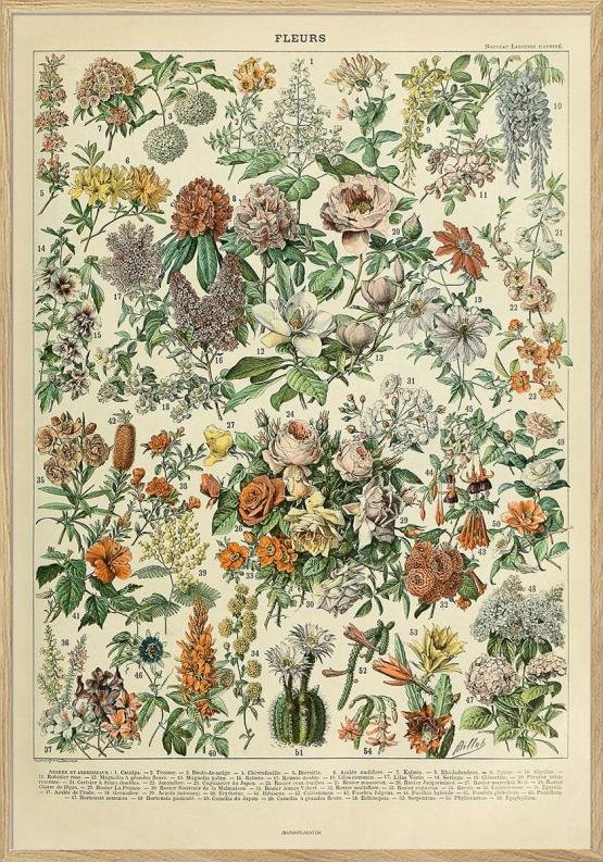 Adolphe Millot - Blommor - Antik affisch med blommor