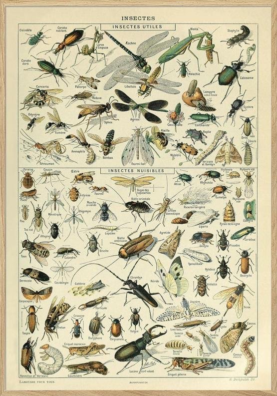 Adolphe Millot - Insekter - Plakat med insekter