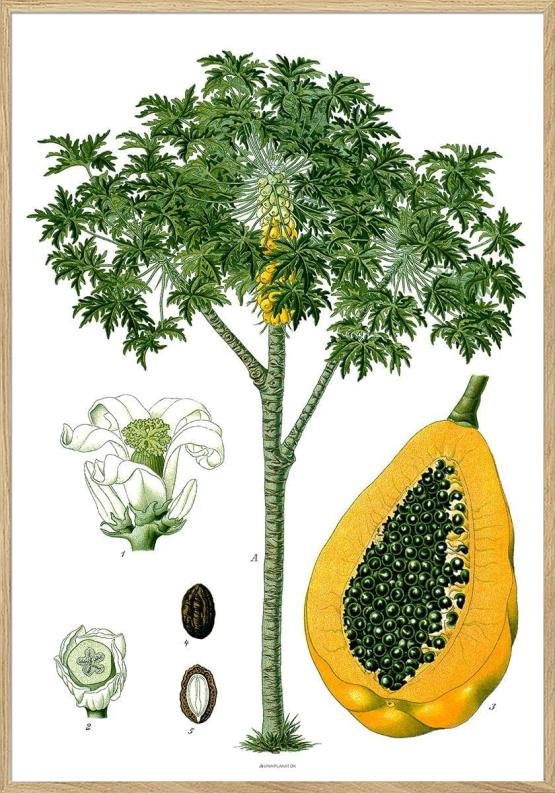Köhlers medicinalväxter - Carica Papaya - Retroplakat med papaya