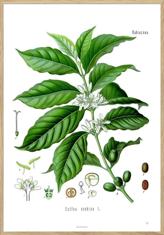 Köhlers medicinalväxter - Coffea Arabica - Antik affisch med kaffeplanta