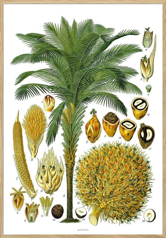 Köhlers Medizinal Pflanzen - Elaeis Guineensis - Antik plakat med palme