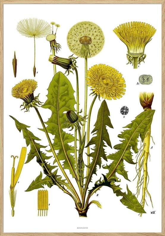 Köhlers Läkeväxter - Taraxacum Officinale - Retro poster med maskros