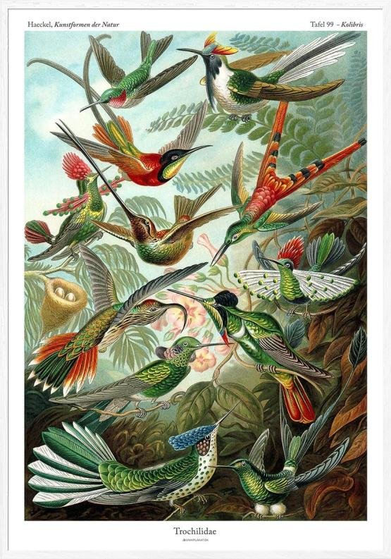 Ernst Haeckel - Trochilidae (kolibriaffisch)