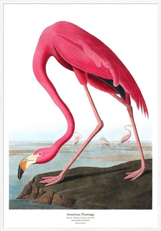 Amerikansk flamingo av John James Audubon
