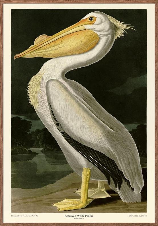 Amerikansk vit pelikan - John James Audubon retroplakat