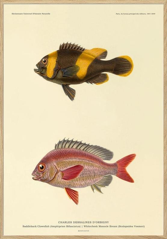 Affisch med fisk - Charles Dessalines