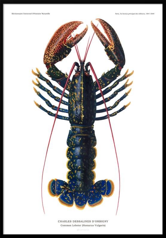 Hummer - encyklopediposter