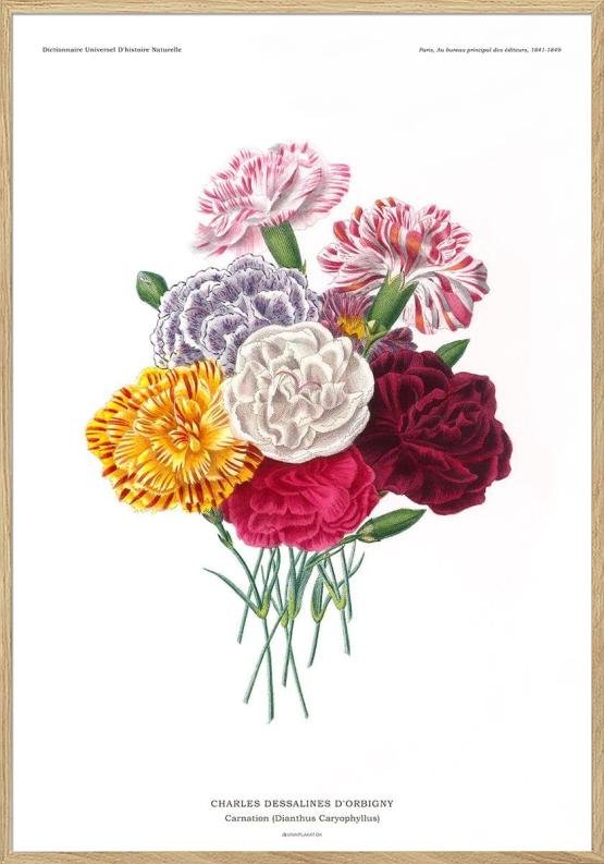 Nejlikor - Charles Dessalines encyklopediposter