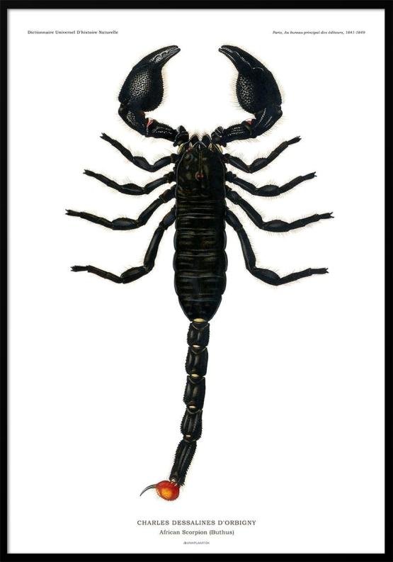 Skorpionen-affisch
