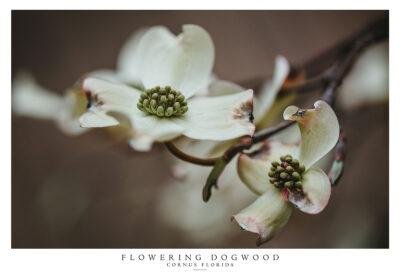 Blommande kornell - Cornus Florida