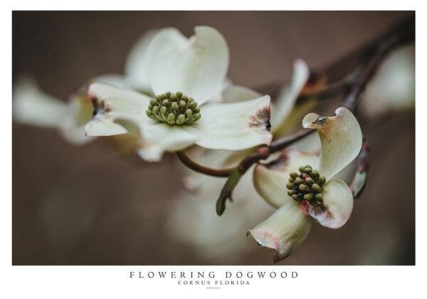 Blommande kornell - Cornus Florida