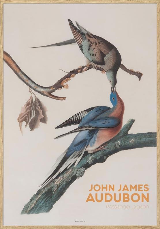 Audubon plakat - Vandringsduva