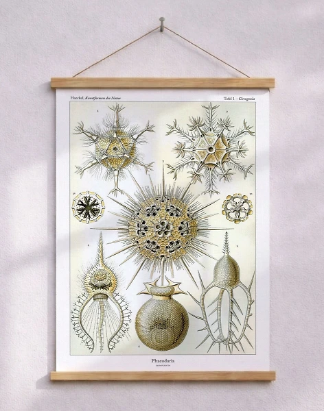Ernst Haeckel - Phaeodaria - retroaffisch med vattenlevande organismer