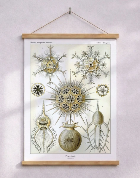Ernst Haeckel - Phaeodaria - retroaffisch med vattenlevande organismer