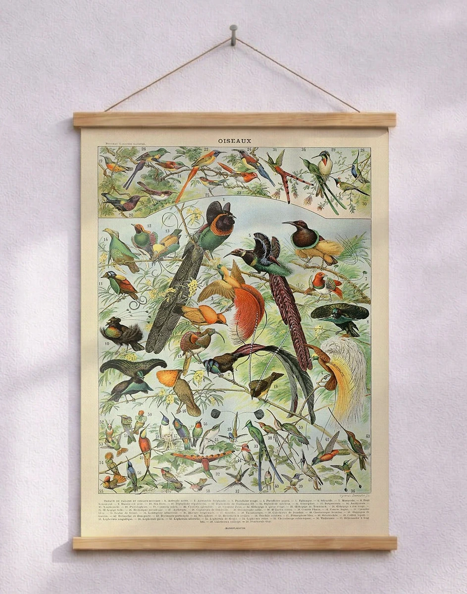 Adolphe Millot - Fåglar - Plakat med fugle