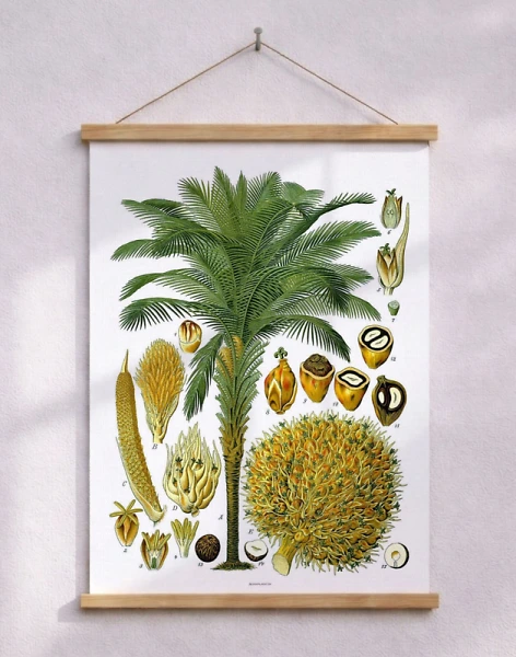 Köhlers Medizinal Pflanzen - Elaeis Guineensis - Antik affisch med palmträd