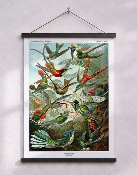Ernst Haeckel affisch - Trochilidae Kolibris