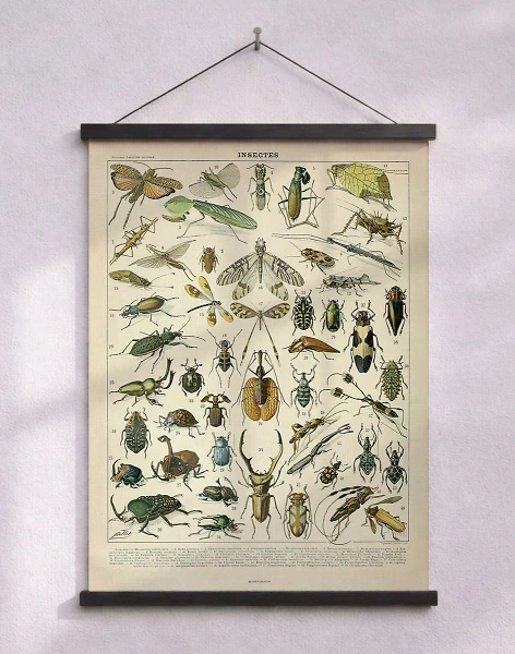 Adolphe Millot - Insectes - Insektaffisch