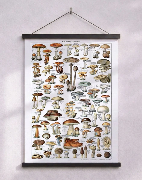 Svampaffisch – Adolphe Millots encyklopediska affisch med svampar