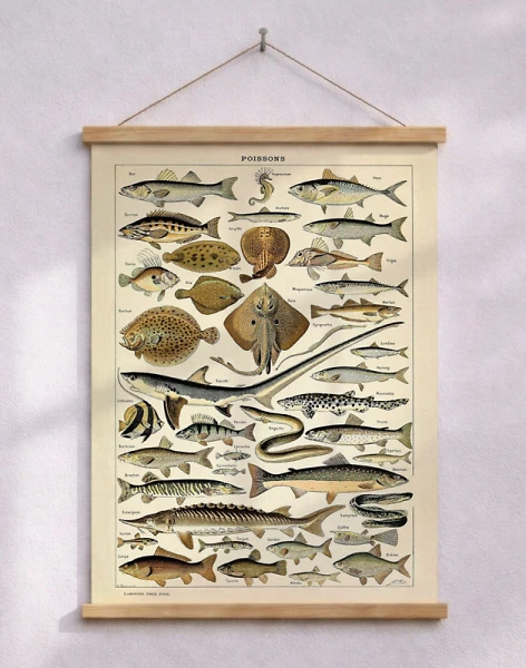 Adolphe Millot Poissons - Affisch med fiskar