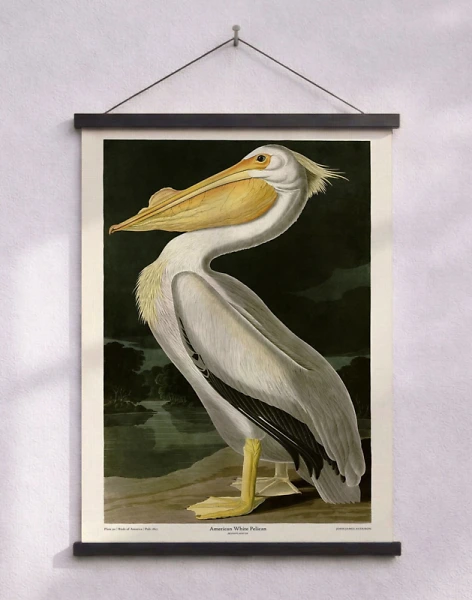 American White Pelican - John James Audubon retroaffisch