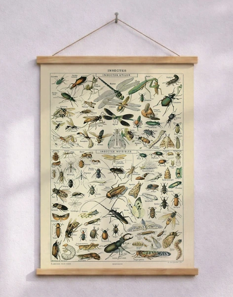 Adolphe Millot - Insectes - Affisch med insekter