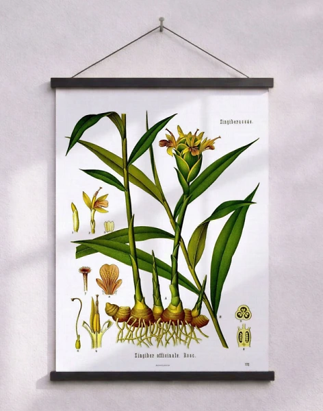 Köhlers Medizinal Pflanzen - Zingiber Officinale - Poster med retro ingefäramotiv