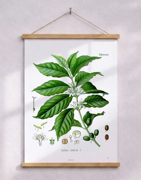 Köhlers Medizinal Pflanzen - Coffea Arabica - Antik affisch med kaffeplanta