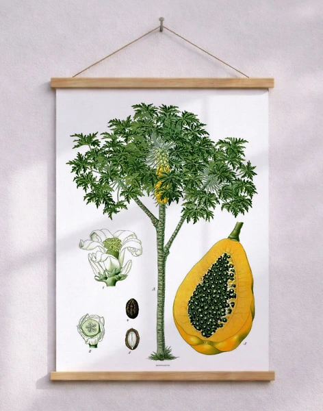 Köhlers Medizinal Pflanzen - Carica Papaya - Retro affisch med papaya