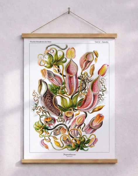 Ernst Haeckel - Nepenthaceae (kannbärare)