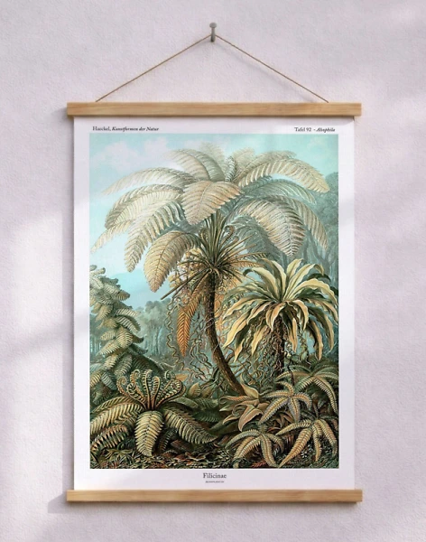 Ernst Haeckel - Filicinae (affisch med ormbunke)
