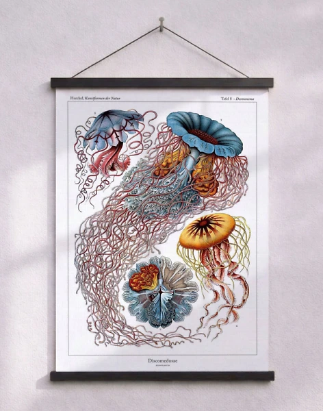 Ernst Haeckel - Discomedusae - uppslagsverksaffisch med maneter