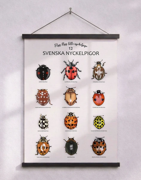 Nyckelpigeposter - så ser 12 svenska nyckelpigor ut