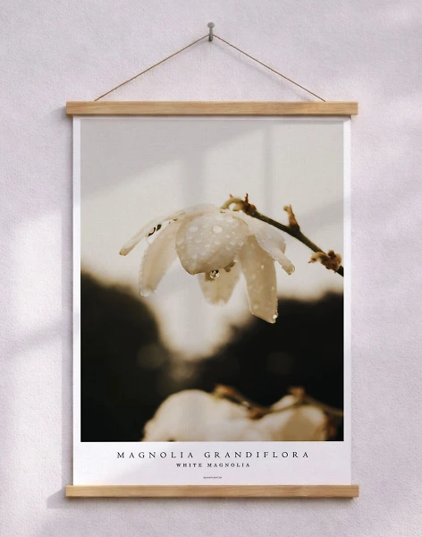 Fotoaffisch - White magnolia