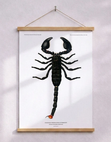 Skorpion affisch