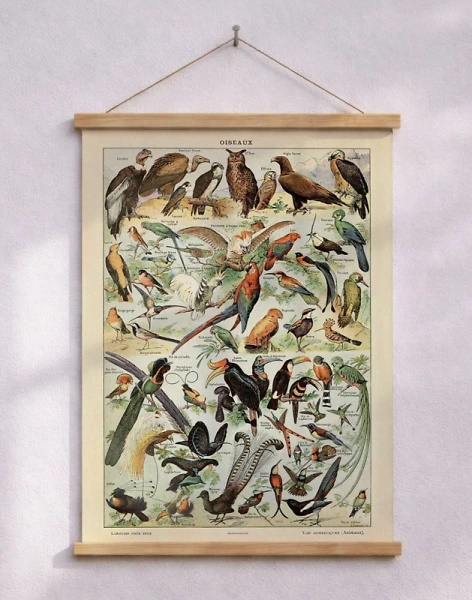 Adolphe Millot - Oiseaux Pour Tous - Affisch med fåglar