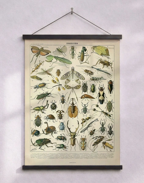 Adolphe Millot - Insectes - Insektaffisch