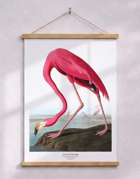 American Flamingo av John James Audubon