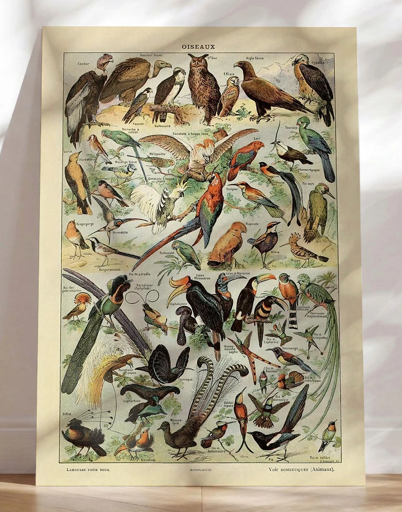 Adolphe Millot - Fåglar för alla - Plakat med fugle