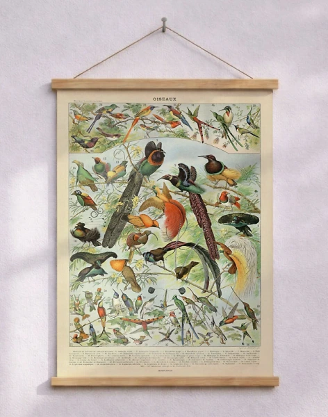 Adolphe Millot - Oiseaux - Affisch med fåglar