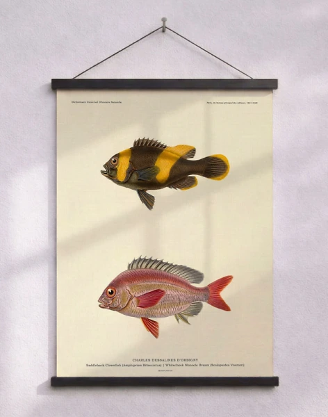 Affisch med fiskar - Charles Dessalines