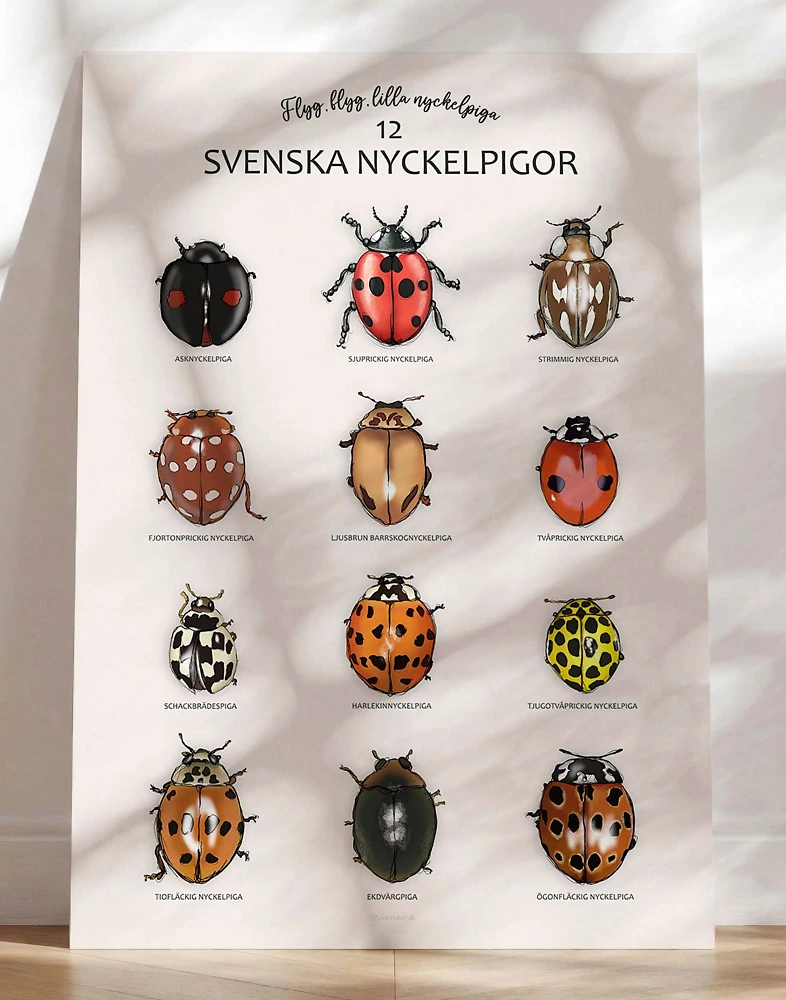 Nyckelpigeposter - 12 handritade nyckelpigor