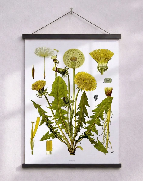 Köhlers Medizinal Pflanzen - Taraxacum Officinale - Retro affisch med maskros