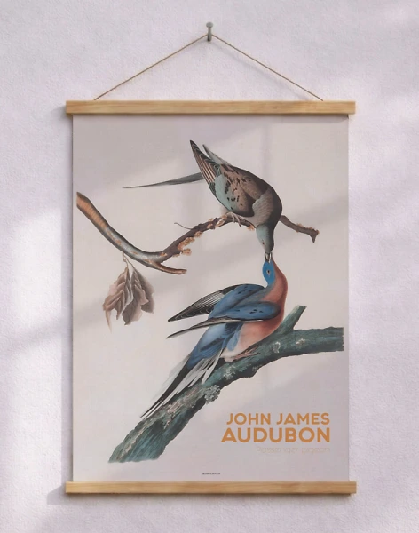 Audubon affisch - Passenger pigeon