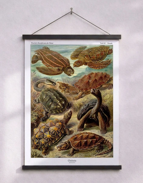 Ernst Haeckel affisch - Chelonia (sköldpaddor)