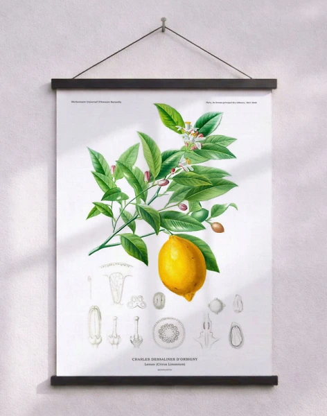 Retroaffisch - Citron