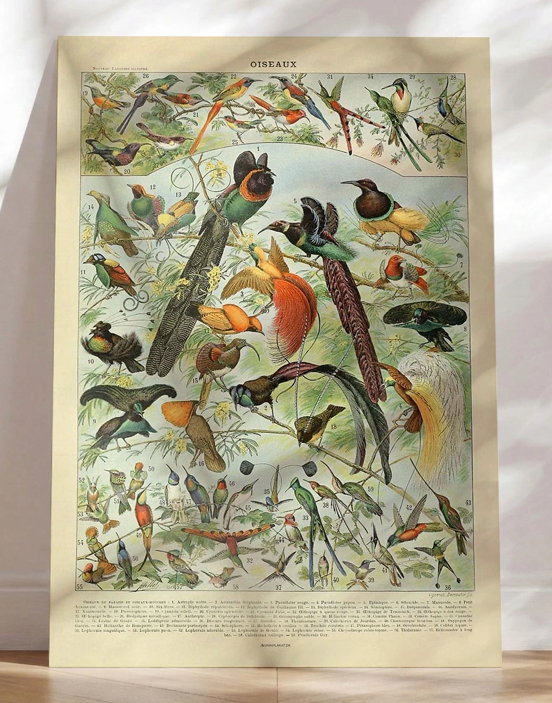 Adolphe Millot - Fåglar - Plakat med fugle