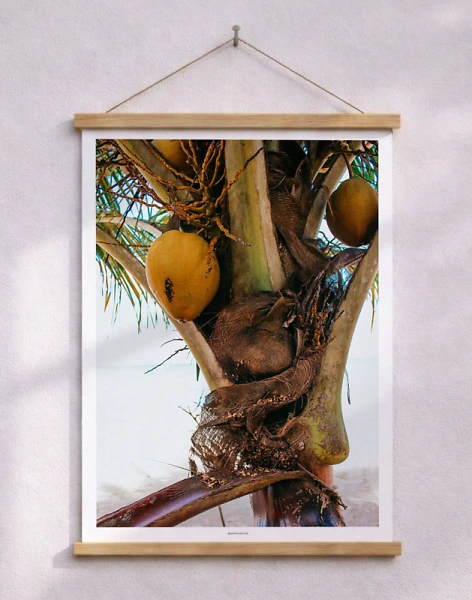 Fotoaffisch - Kokospalm