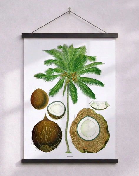 Köhlers Medizinal Pflanzen - Cocos Nucifera - Nytryck av retromotiv med palmträd